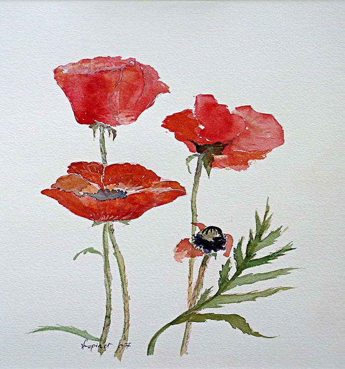 Red Poppies 4 3w